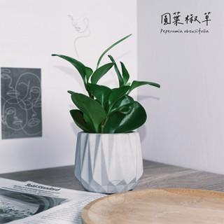 原植｜植物｜圓葉發財樹·圓葉椒草·招財擺件·室內植物·辦公室盆栽·耐陰耐旱·好照顧·招財植物·3吋