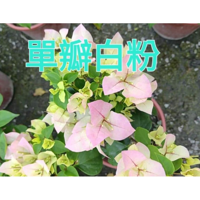 **小農之家**優質花卉「單瓣九重葛」6吋盆 （白粉/淡紫/黃/橘/臺北紅/大紅/白/花葉/粉）