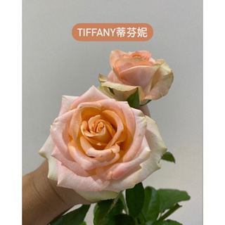 （現貨樹玫瑰盆栽請聊聊報價）Tiffany rose 蒂芬妮 切花月季 玫瑰花 橘色 樹玫瑰盆栽 保濕枝條