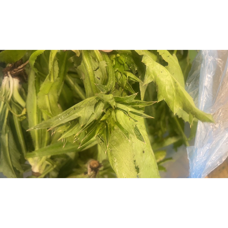 越南香菜特殊的香氣淡淡的（美國香菜）