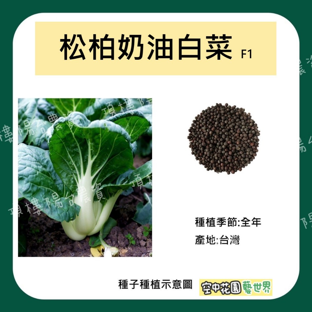 【台灣出貨 電子發票】松柏奶油白菜種子1.5g(約600顆) F1 田園 農夫 種菜 菜籽 空中花園藝世界