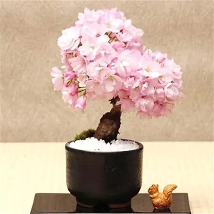 日本櫻花種子 超低價 四季開花 林木花卉種子室內外桌面觀花盆栽 四季開花不斷好養 四季種植