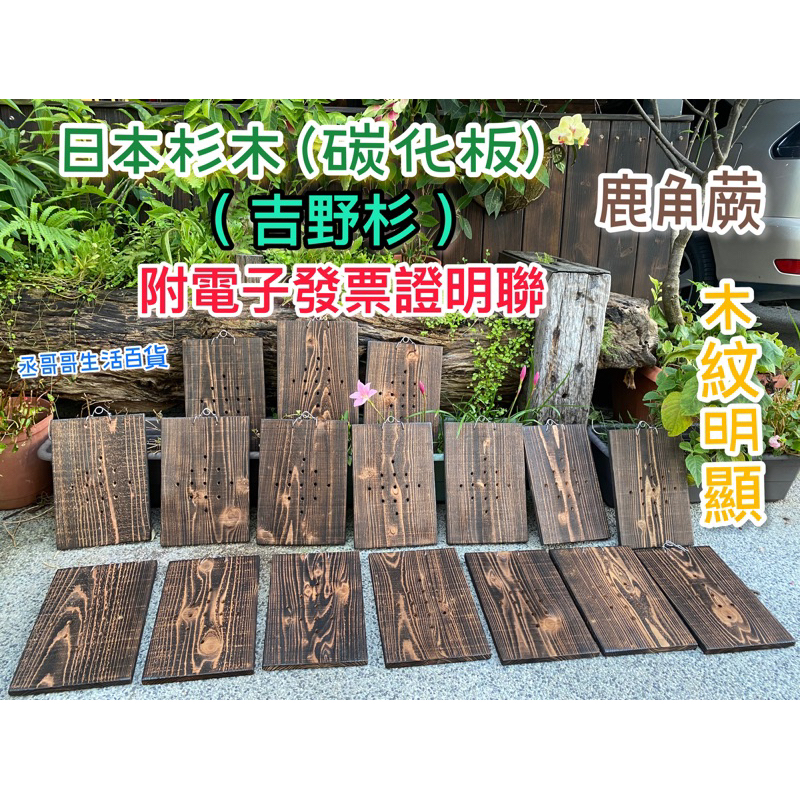 鹿角蕨上板  【買七送一】鹿角蕨板材 日本杉木碳化板 附電子發票證明 木板 板材 蘭花