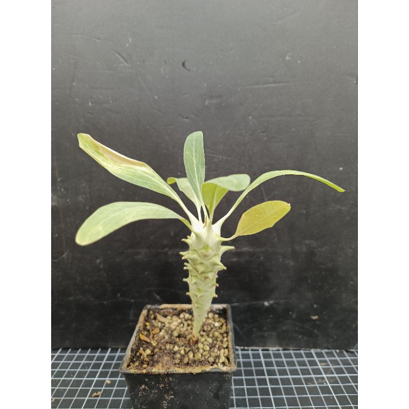 粒藻大戟（Euphorbia longituberculosa）實生株