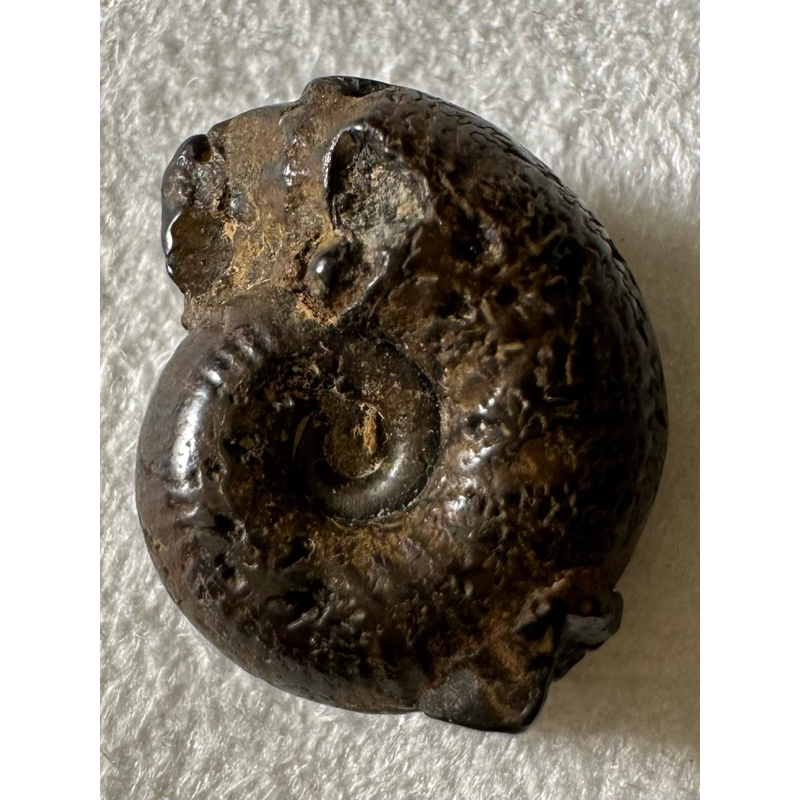 [菊石化石]褐鐵礦化菊石-L007-摩洛哥化石