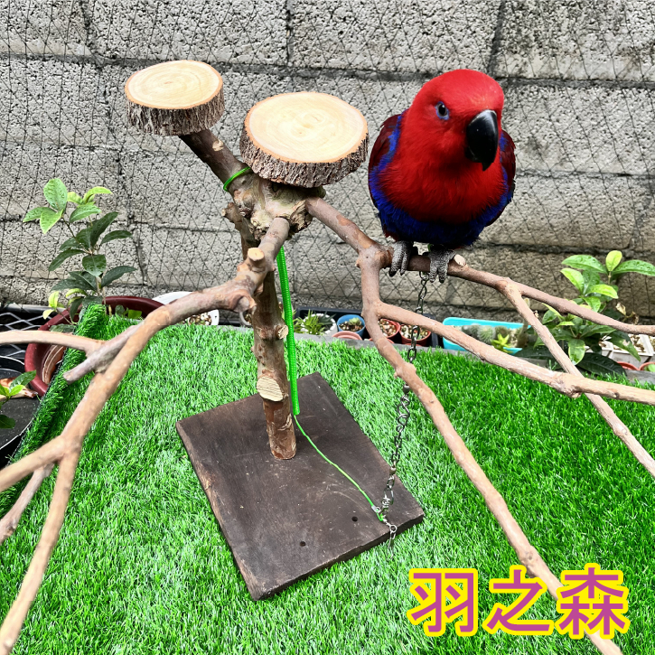 【羽之森】小型鳥~天然芭樂木鸚鵡站架NO.2/站台/站棍