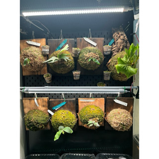 🫎鹿角蕨/侏儒/細菌/玉女/YAL/AR/黃月/yellow moon/側芽/混播/特選/救命芽/孢子苗/select