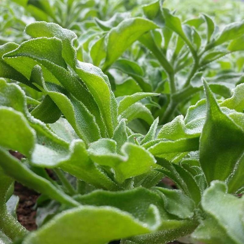 《水晶冰菜種子》 四季高營養蔬菜種子 可生食沙拉水果蔬菜 四季陽台庭院盆栽種植