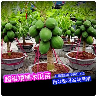 超級矮種木瓜苗【南北都可種盆陽台-快速結果】short Papaya 產量多、甜度高、矮種木瓜、矮木瓜、紅妃木瓜