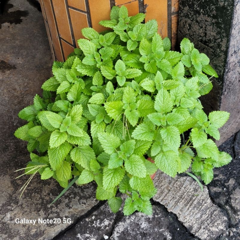 檸檬香蜂草保健植物▪︎適合陽台盆栽植物■