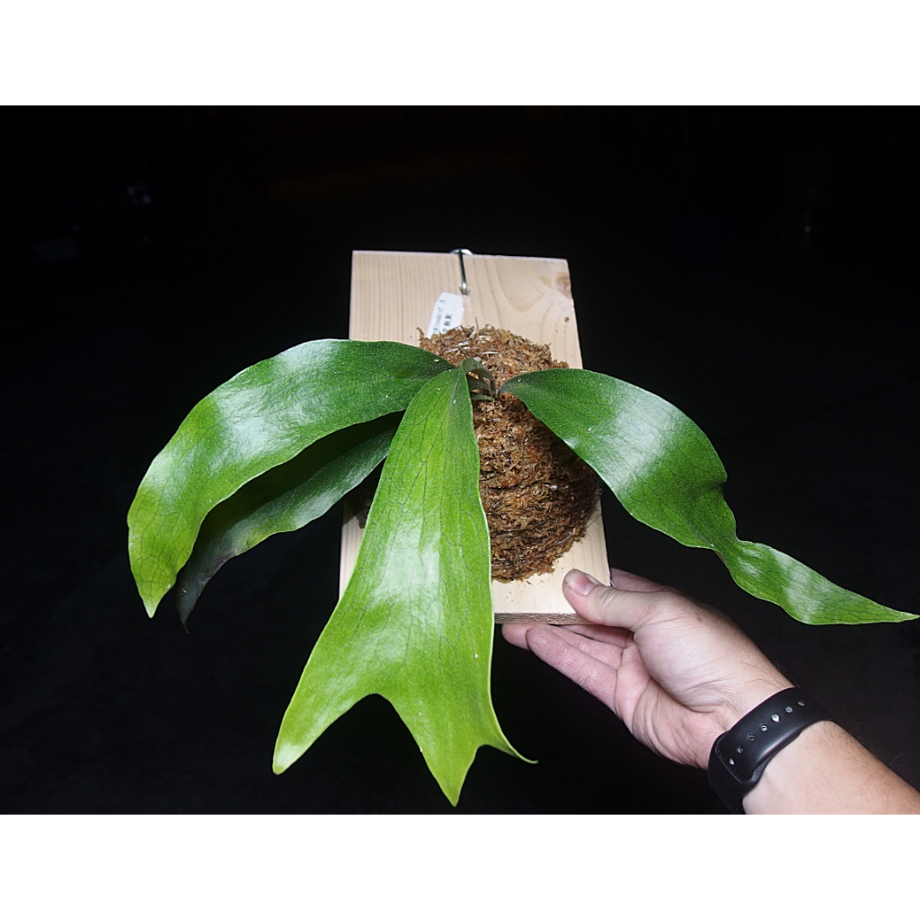(柯比植物)上板植物 上板鹿角蕨 P. Maserati瑪莎拉蒂 已上板  14x25cm木板(非女王，亞猴，巨獸)