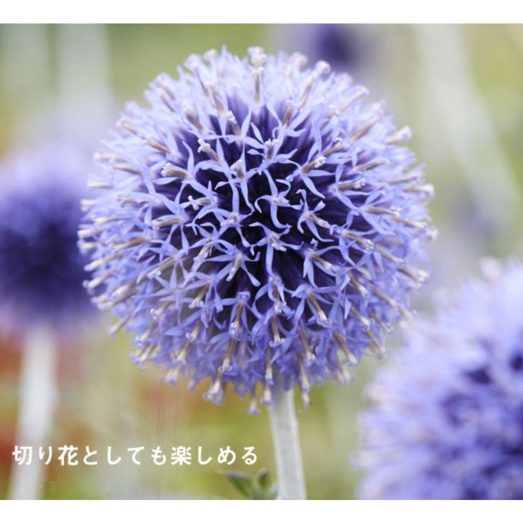 ✿迷妳馬的日本花草✿2024 日本進口鮮採種子琉璃球.山防風  (有二色)