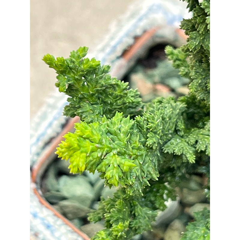 石化檜｜Petrified Cypress 🌿植悟誌 3吋盆 藝樹小品