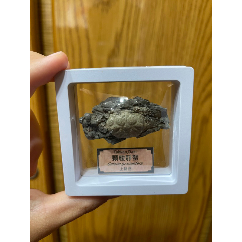 [鮖䖨］顆粒靜蟹 台灣本土化石 螃蟹化石