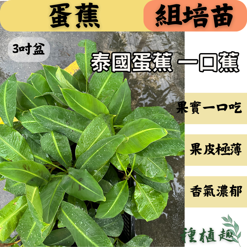 [種植趣]蛋蕉 一口蕉 組培苗 香蕉苗 可超商取貨 超取最多12棵