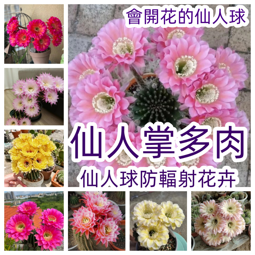 百花 園林 🔥【多肉植物 仙人掌】會開花的仙人球 辦公室 客廳桌面盆栽植物 防輻射花卉 懶人盆栽 易種植 好養易活