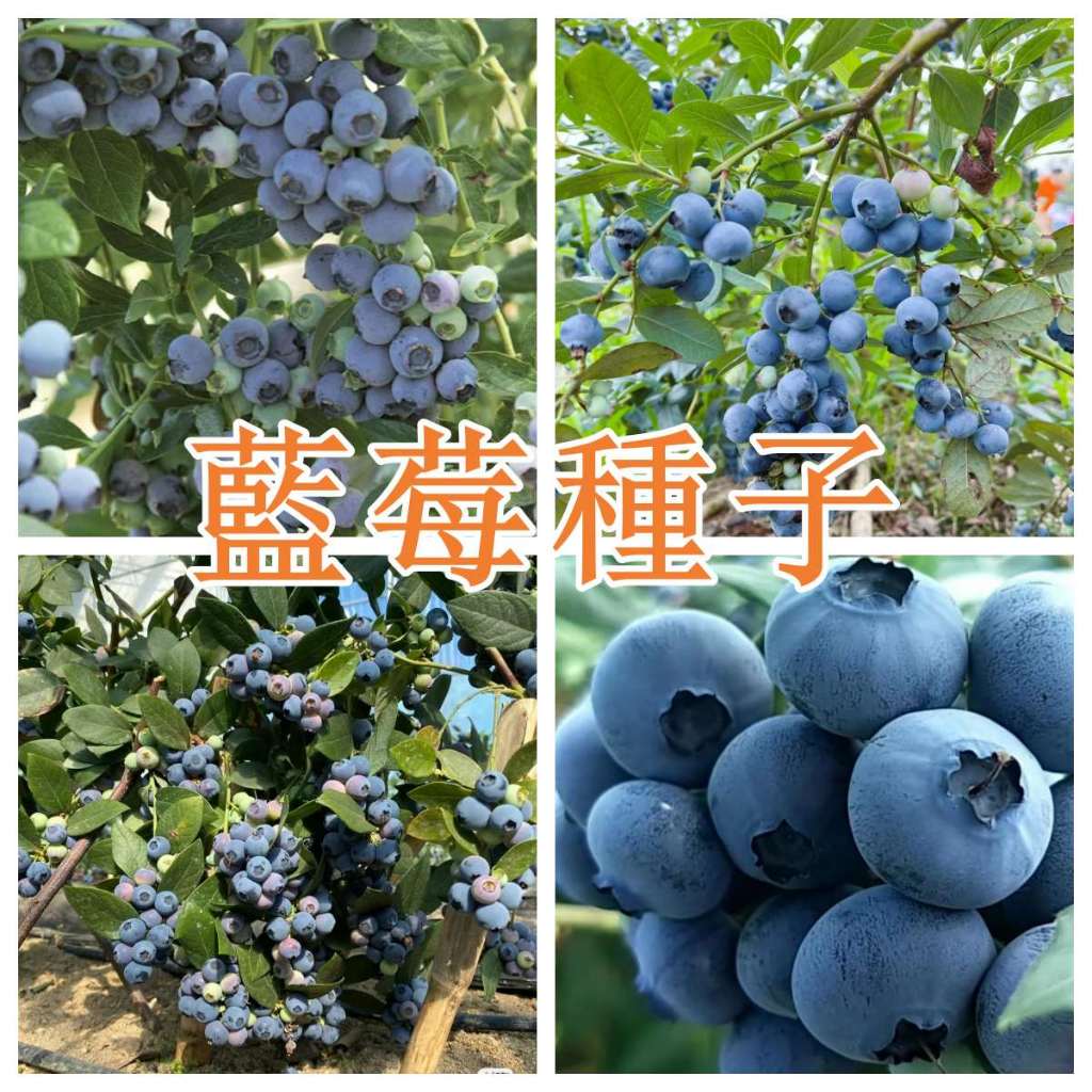 藍莓種子灌木果實種子陽臺盆栽果園庭院南北方可種植藍莓種子