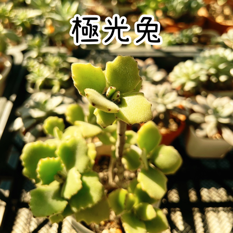 【多肉植物】極光兔 砍頭多肉