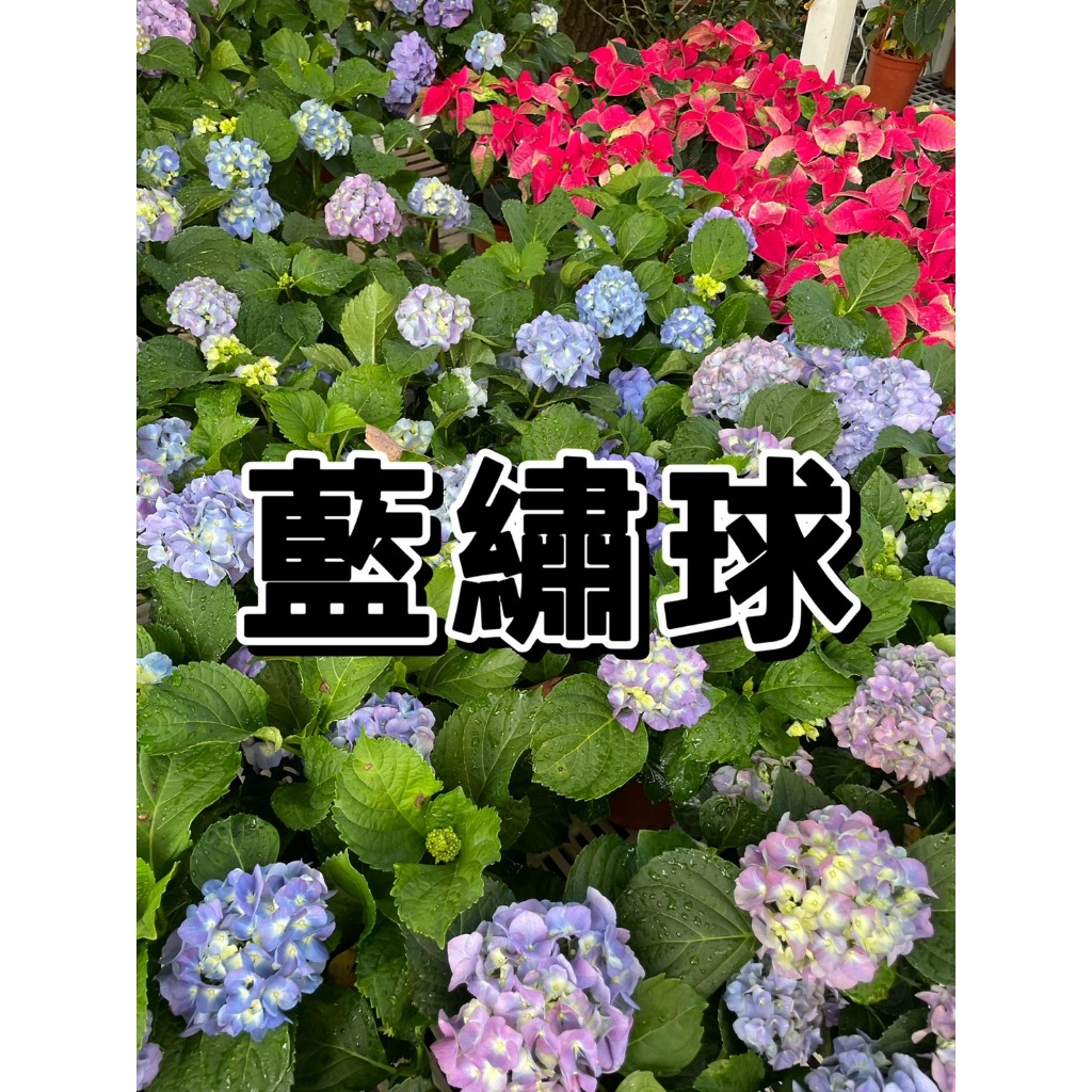 【花無缺❶號】季節花卉 ⚇ 繡球花   ⚉ 20-40公分  6吋盆