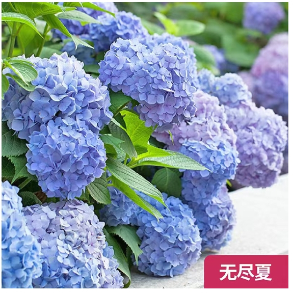 ✨日本八仙繡球花 Lacecap Hydrangea（ガクアジサイ）三河千鳥八仙花種子額紫陽花種子花苗直售