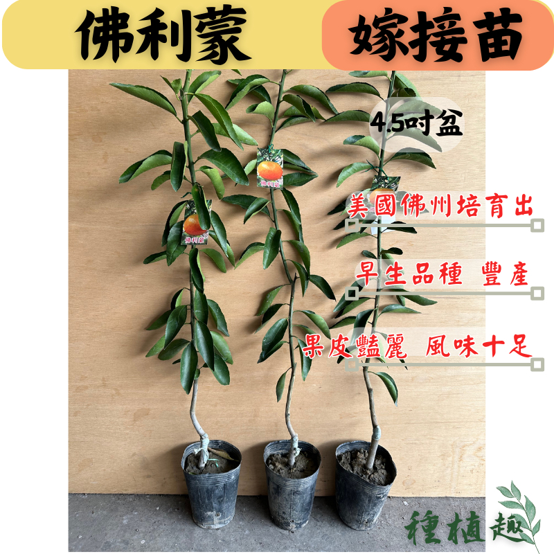 ［種植趣］佛利蒙 嫁接苗 似小茂谷 福柑 福利蒙柑 早生 酸甜濃郁 適合盆栽種植 穩定盆苗 果樹 苗