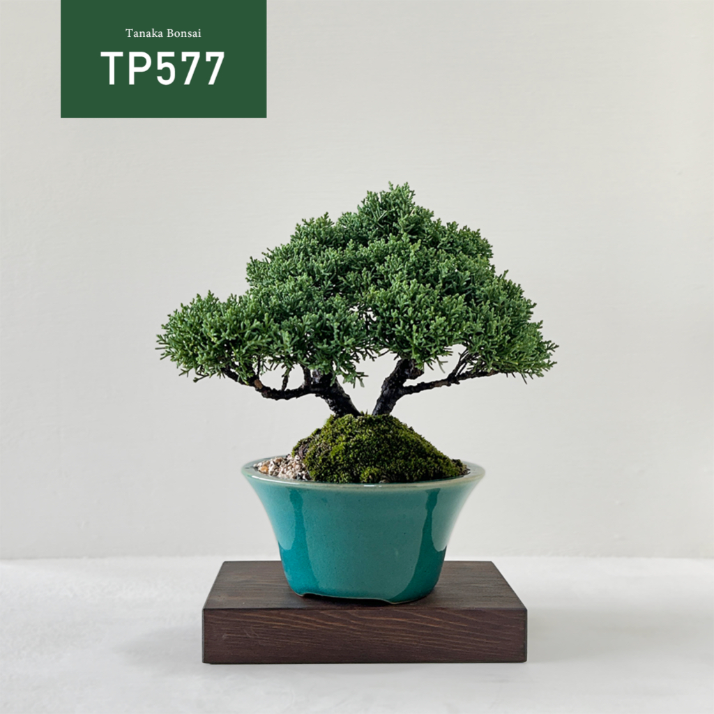 【Tanaka Bonsai】TP577 紀州真柏/鐵柏盆景 (不含木墊片）| 松柏盆栽