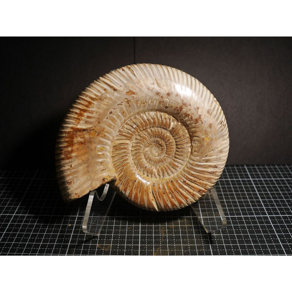 【實物實拍】【現貨】【露蝦】旋菊石化石(133mm)(原生殼保存良好) 自然科學 古生物 活化石 收藏 恐龍 三葉蟲