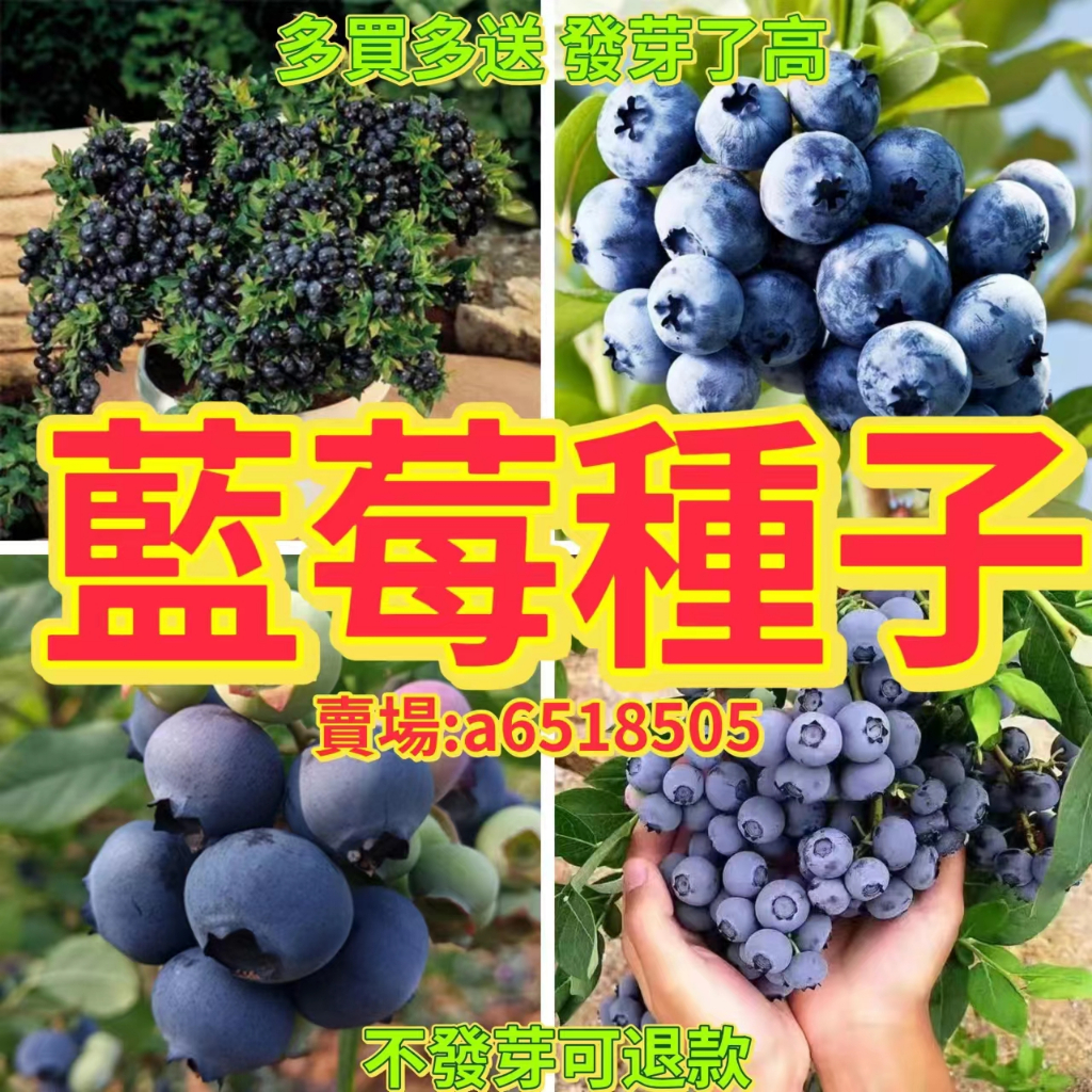 🔥藍莓種子🍓四季可種 藍莓種子 庭院陽台盆栽種植 高產水果種子 高營養水果種子 水果種子