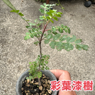 【外星人的植物園】彩葉漆樹 象之木 塊根 盆栽 植物 療癒盆栽 小品 現貨【滿額免運】