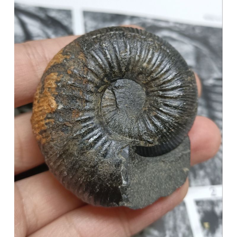 [程石] 摩洛哥  Erycites fallifax菊石化石