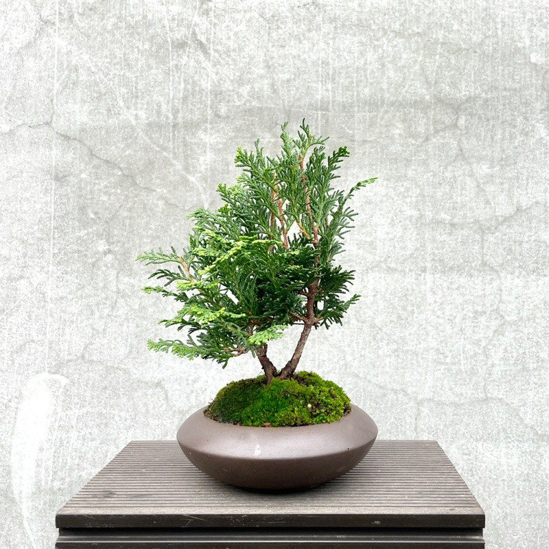 《野趣小品盆栽》日本津山檜．青檜．松柏盆栽