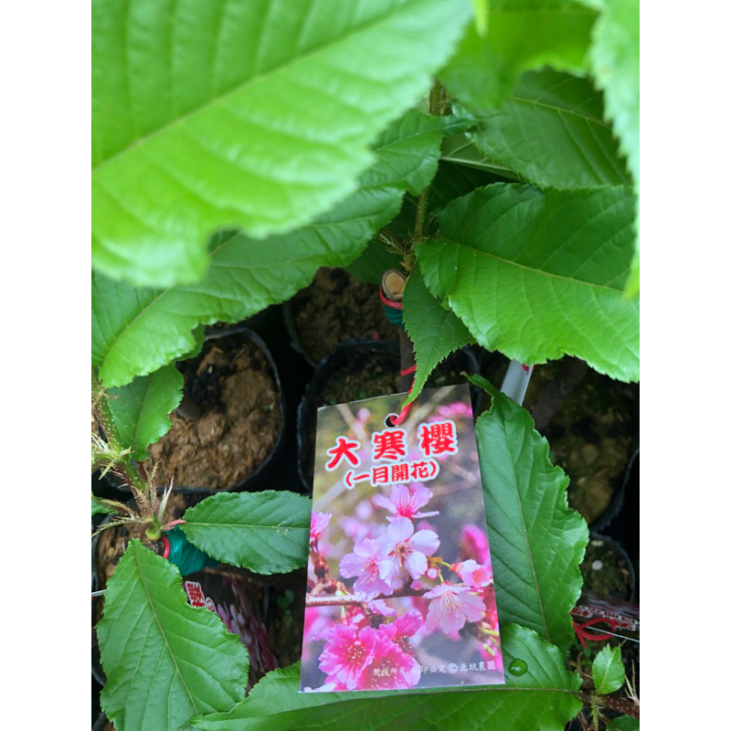 大寒櫻  日本櫻花｜4吋嫁接苗木⋯
