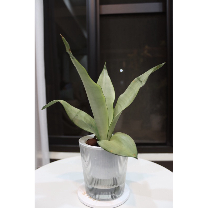 銀后虎尾蘭|Dracaena trifasciata 'SilverQueen！|淨化空氣|窗邊植物|綠化植栽｜