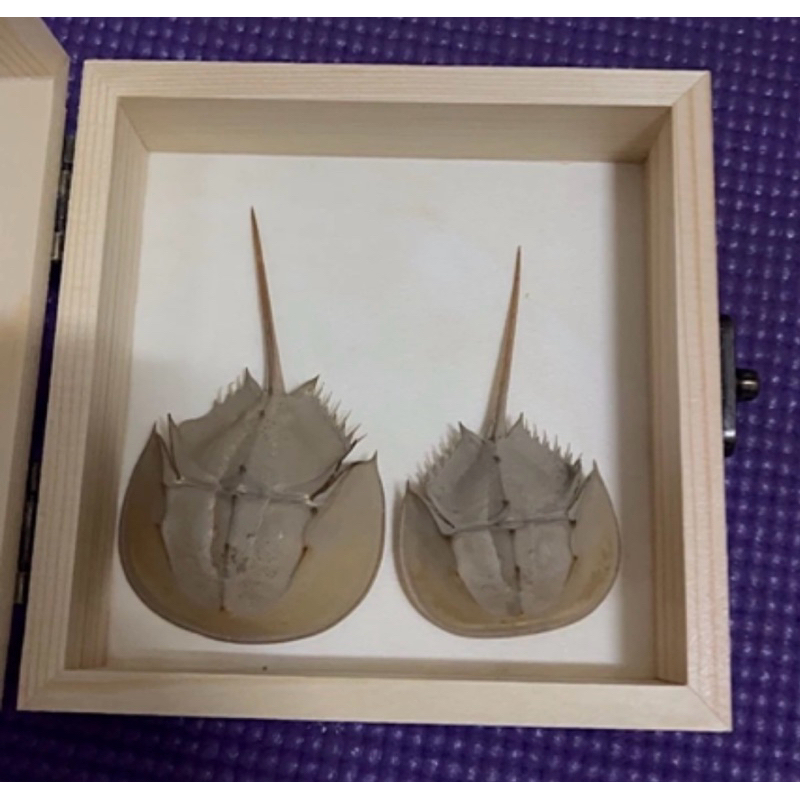 鱟 殼（活化石）夫妻魚 送標本盒
