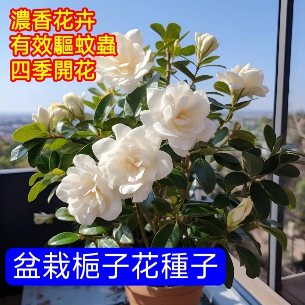 💥💥【盆栽梔子花】濃香型梔子花（種子）特價 驅蚊蟲梔子花種子 多品種 黃綠粉白 重瓣 梔 子 花 香濃鬱 發芽率高達99