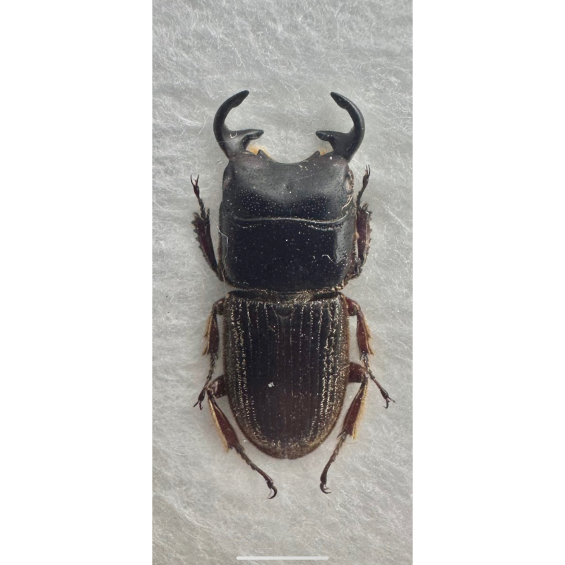 昆蟲標本（死的非活體） Aegus eximius 婆羅洲大角鍬肥角 14-15mm 私訊挑