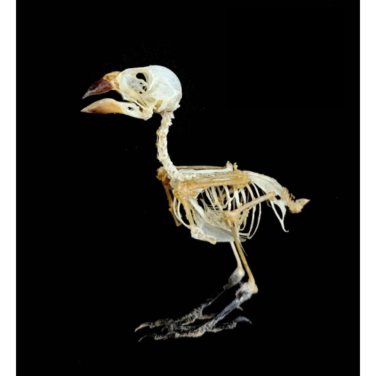 白頭文鳥 骨骼標本 非保育類/傢俱/裝潢/藝術品/剝製/頭骨/標本/合法進口/國內外標本代尋