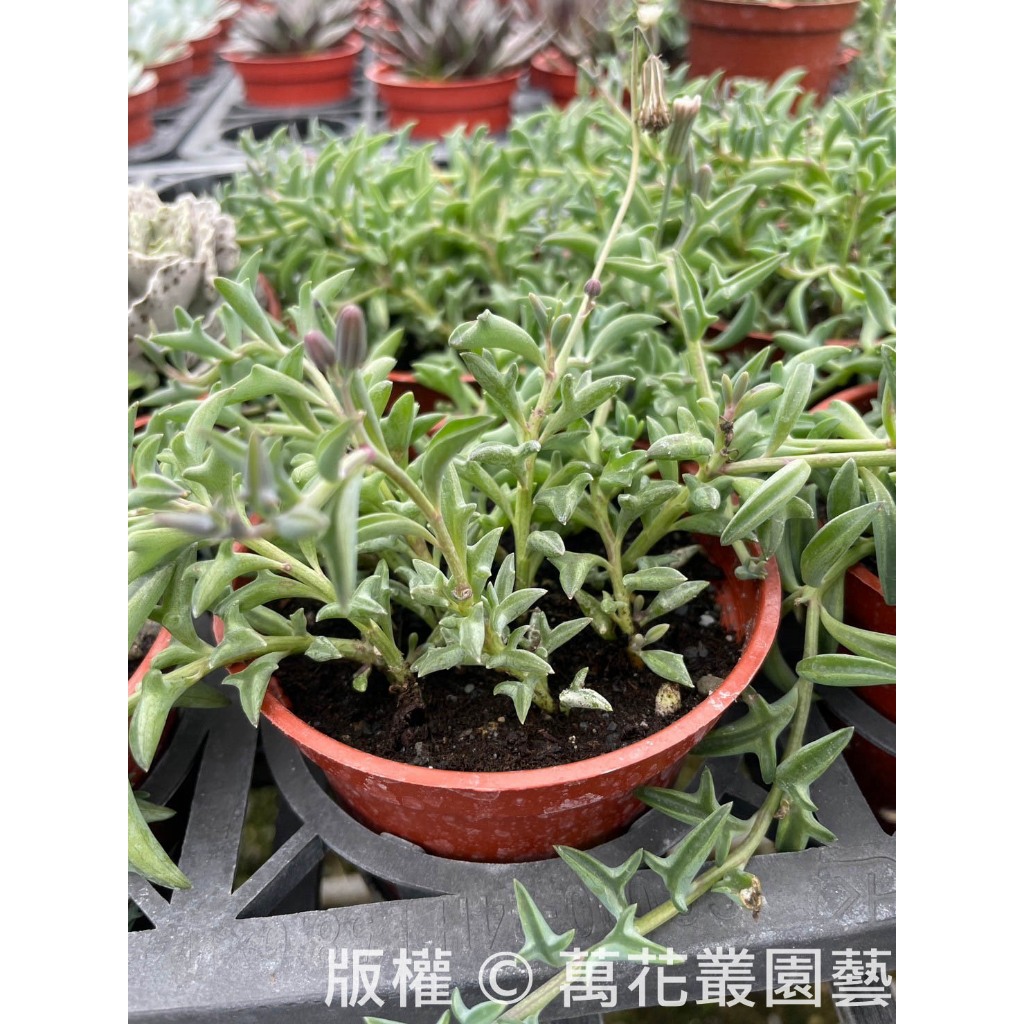 ☆萬花叢★多肉植物【海豚玄月/海豚弦月】★3吋盆★