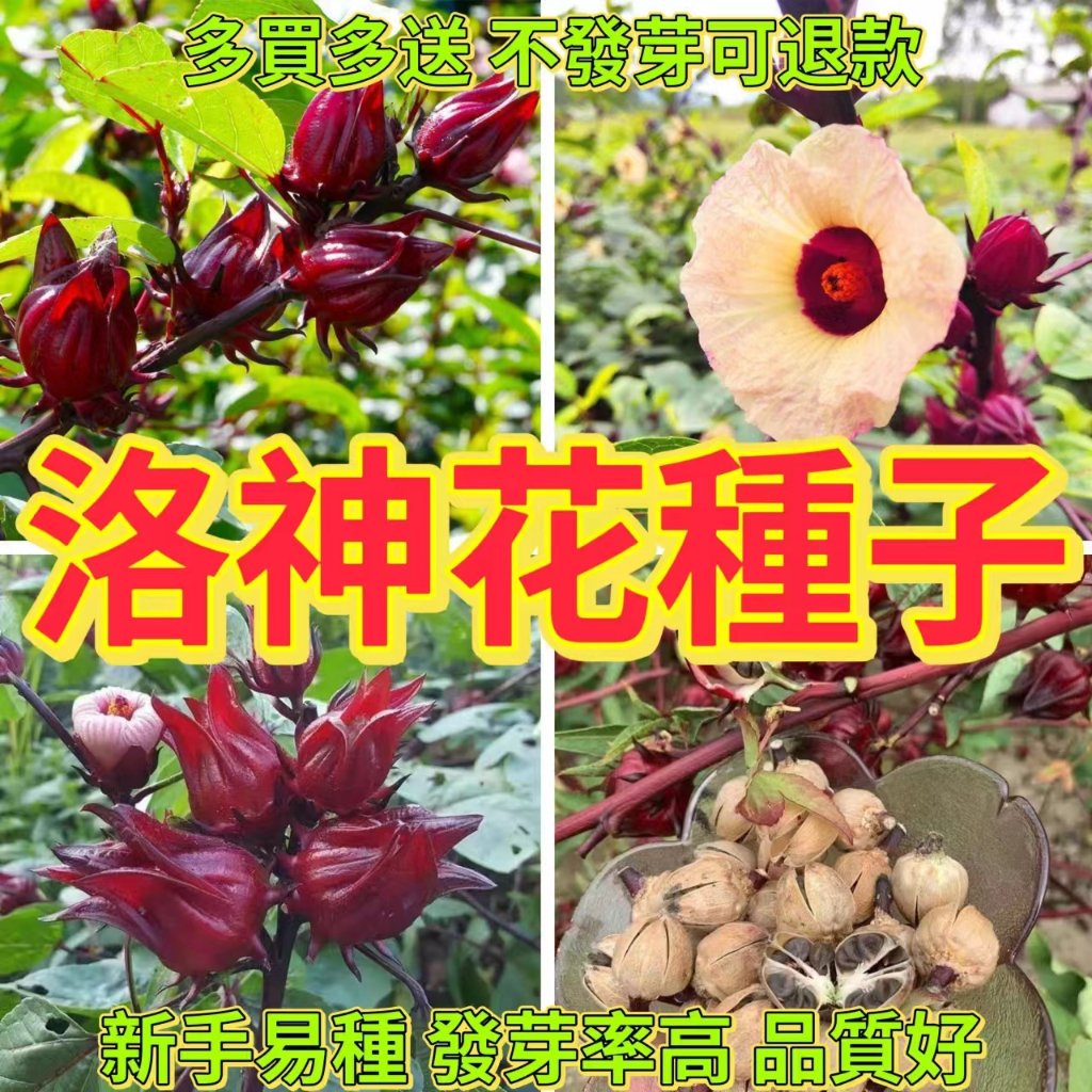 🔥洛神花種子🍓花茶種子 玫瑰茄 四季花卉新手易種 食用洛神花 超高發芽率 種植不發芽可退款