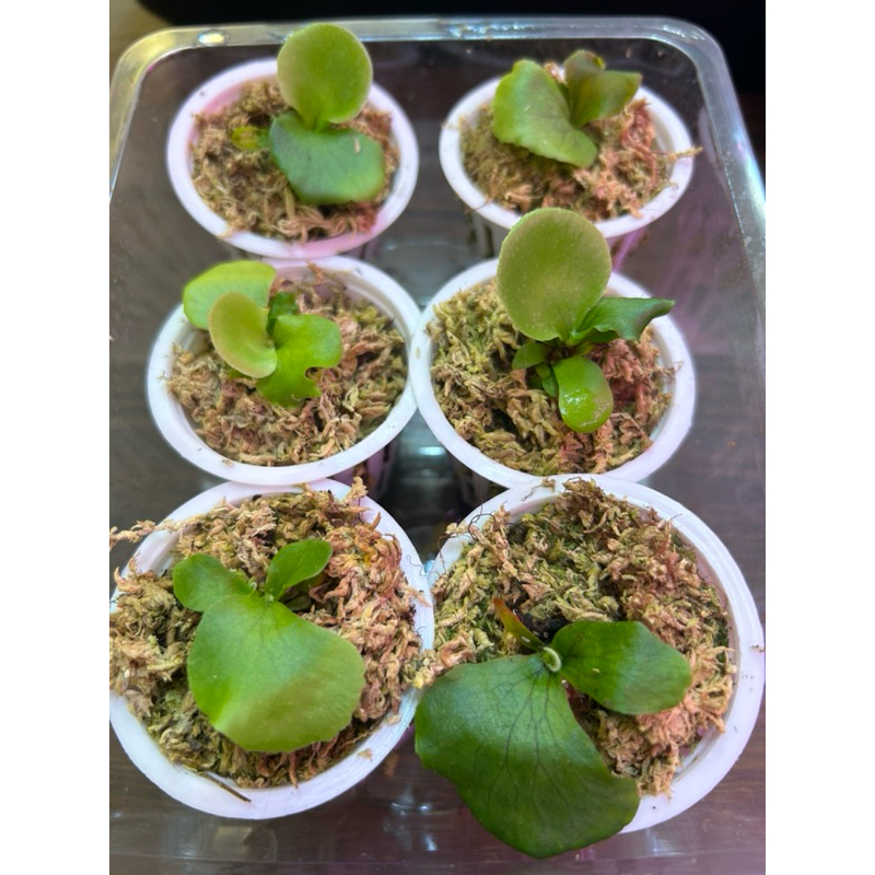 女王鹿角蕨孢子苗1.7寸盆植