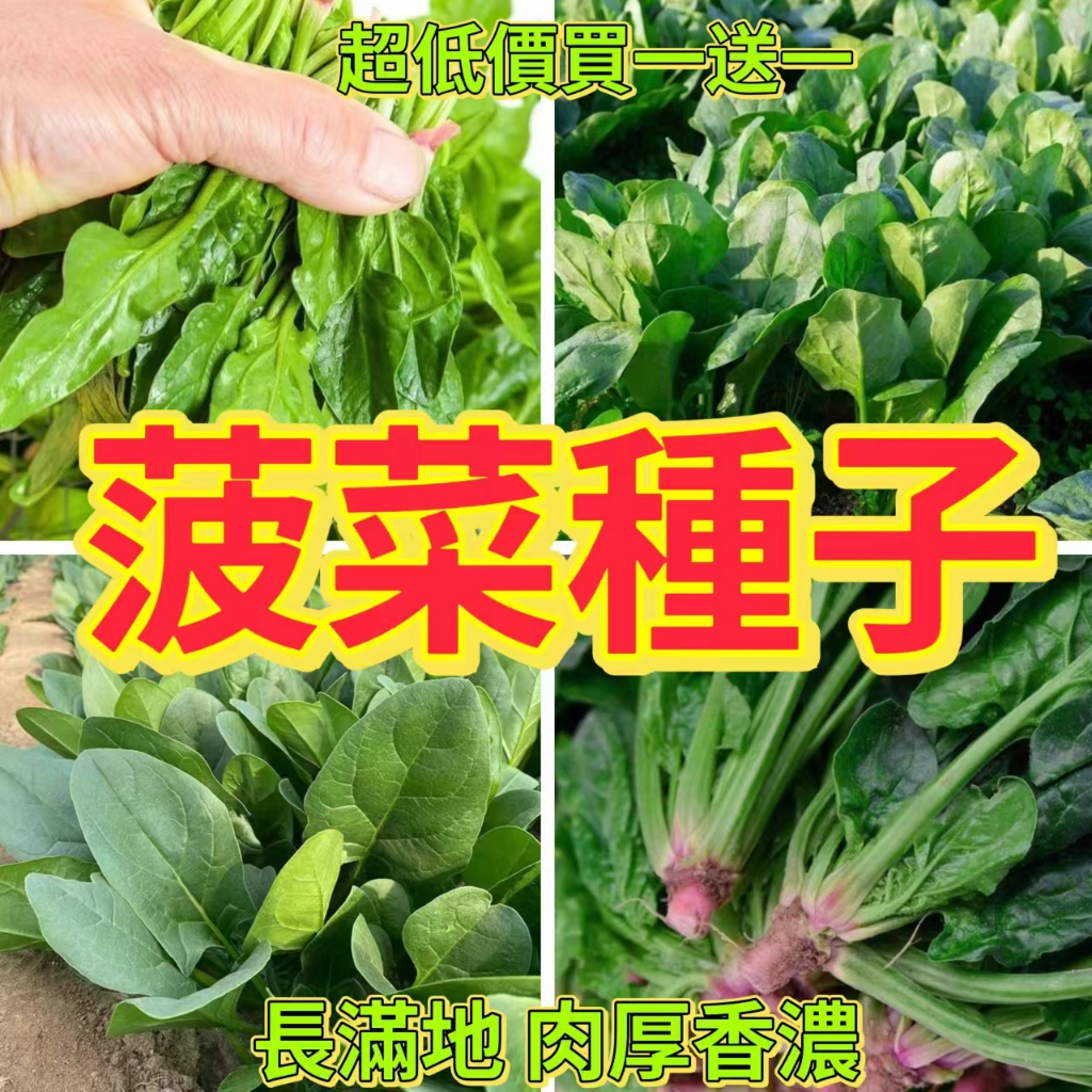 🔥菠菜種子🍓大葉菠菜 小葉菠菜種子 趙高發芽箓耐熱菠菜籽種 四季秋季農家青菜種子蔬菜種子