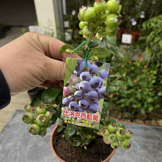 比洛克西 超大果藍莓 矮化盆栽【爆量-產果中】 比山丘藍果粒還大 薄霧 藍雨 兔眼藍莓