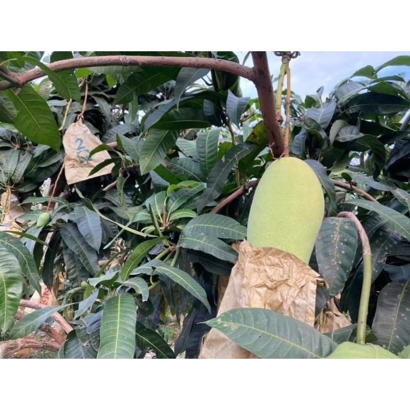 屏東金煌芒果青（Green mago）免運費,每顆一斤以上magga muda mango segar,