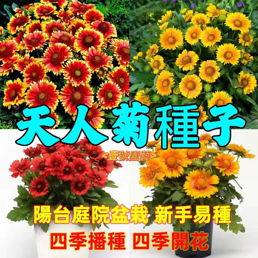 【天人菊種子】菊花種子 萬壽菊種子 波斯菊種子 小雛菊種子 花卉盆栽多年生種子 耐熱抗寒花卉 矮桿觀賞花卉 庭院造景綠植