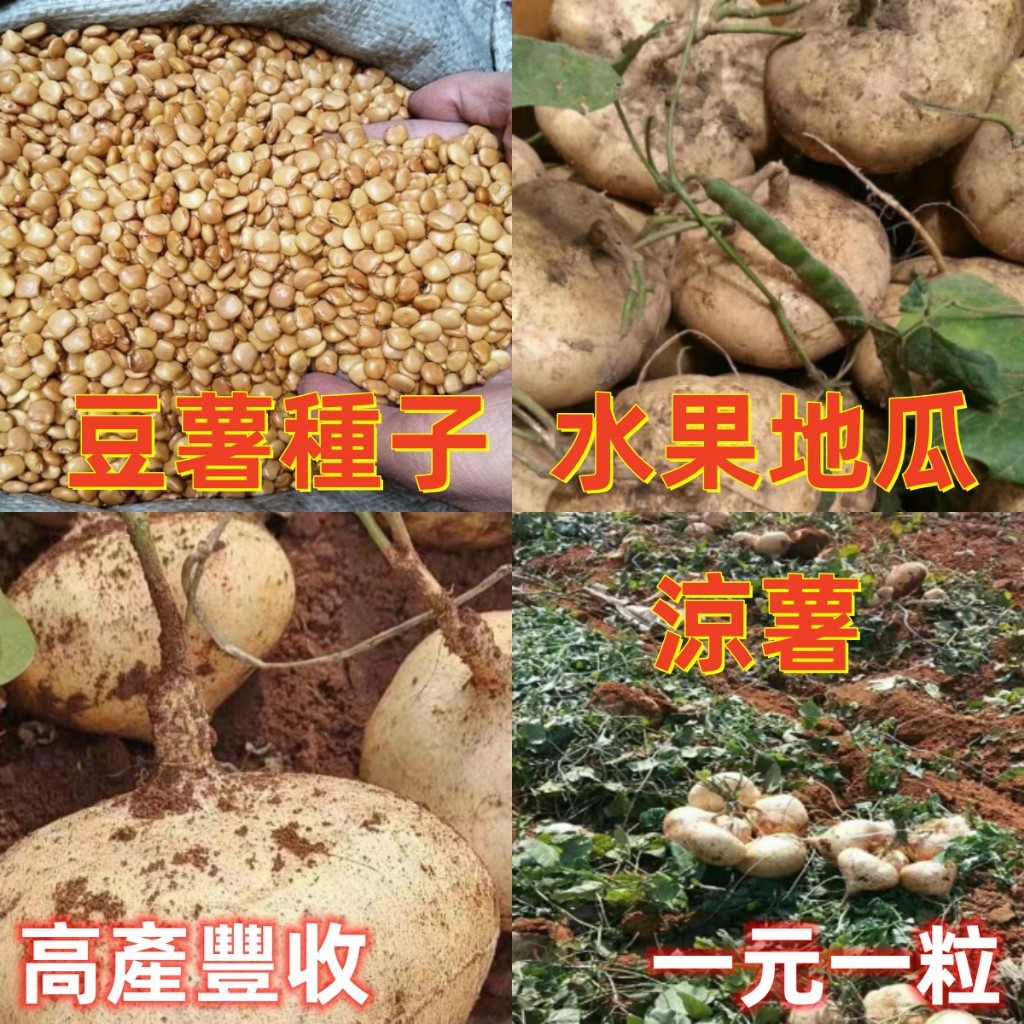 🌱豆薯種子 涼薯沙薯地瓜種子超高產今年新種庭院菜園蔬果種子 涼薯地瓜種子牧馬山地瓜早熟高產水果地瓜沙葛