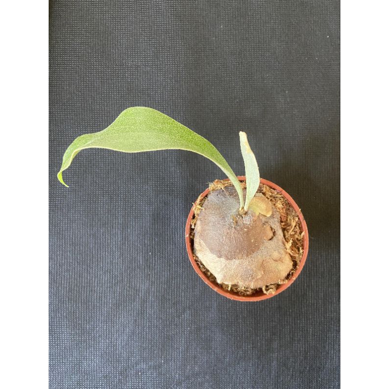 ￼鹿角蕨 椰子樹  P.SSfoong側芽-非組培3吋盆觀葉植物 室內植物 文青小品/療癒蕨品