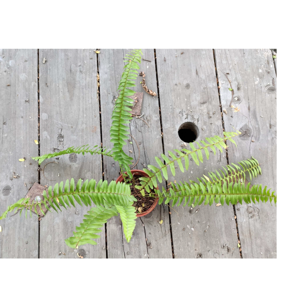 波士頓腎蕨 穩根 3吋盆 苔球素材 淨化空氣 耐蔭植物 陽台植物