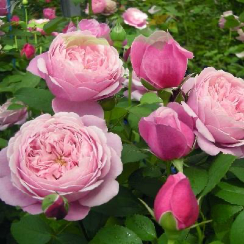 玫瑰花🌹最佳香氣獎🥇美里的玫瑰之歌玫瑰花🌹使用玫瑰專用土.可藤可灌.可當蔓性玫瑰