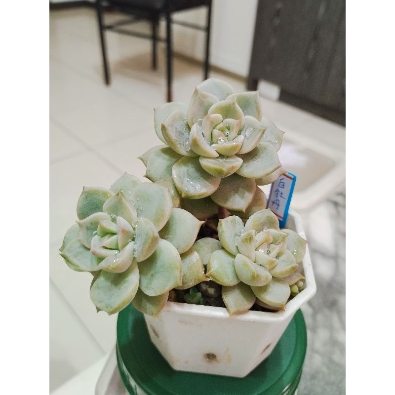 露養的3吋八角盆的白牡丹.穩根老欉的.（有砍過頭的白牡丹多肉）