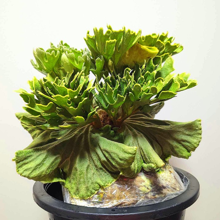 侏儒銀葉亞猴-P.Ridleyi dwarf silver 鹿角蕨 侏儒亞猴 迷你 亞猴